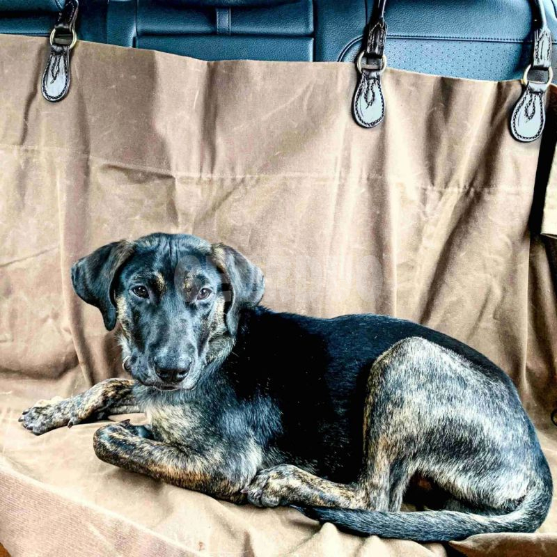 Lona encerada para exteriores con acabado de cuero de primera calidad Funda para perro en el asiento trasero GRDSB-13